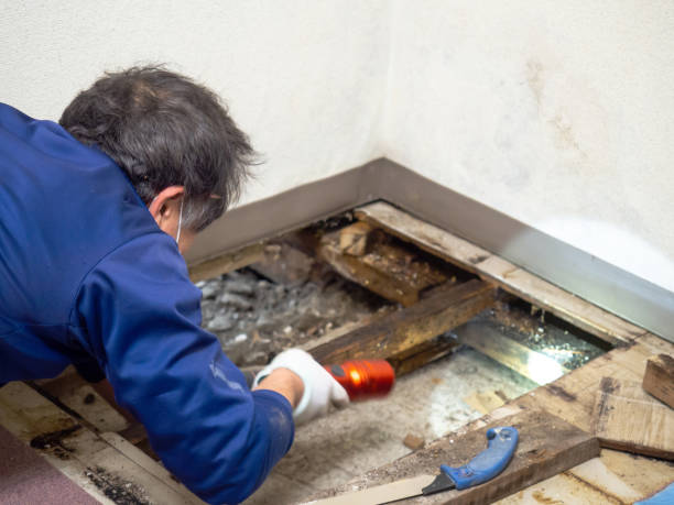Best Attic Mold Removal  in Phoenixville, PA