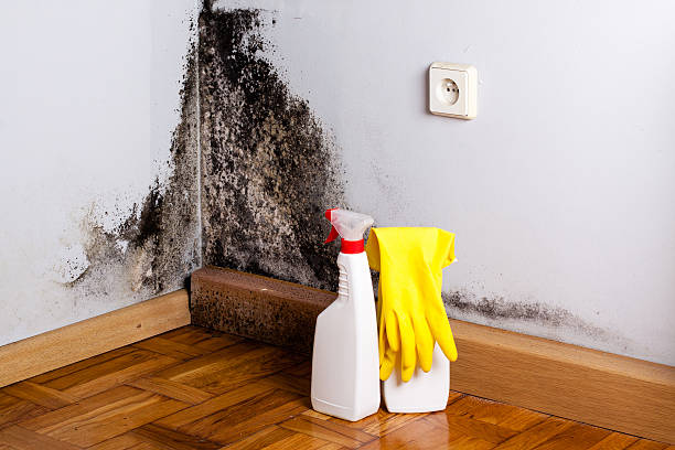 Best Attic Mold Removal  in Phoenixville, PA