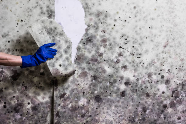 Best Black Mold Removal  in Phoenixville, PA